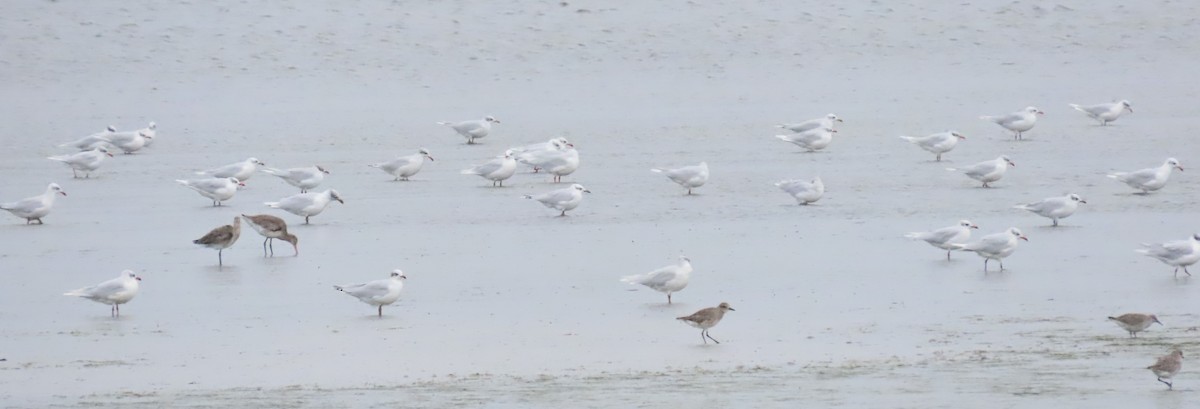 Mediterranean Gull - ML644419024