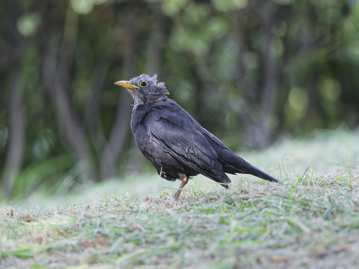 mandarintrost - ML644419026