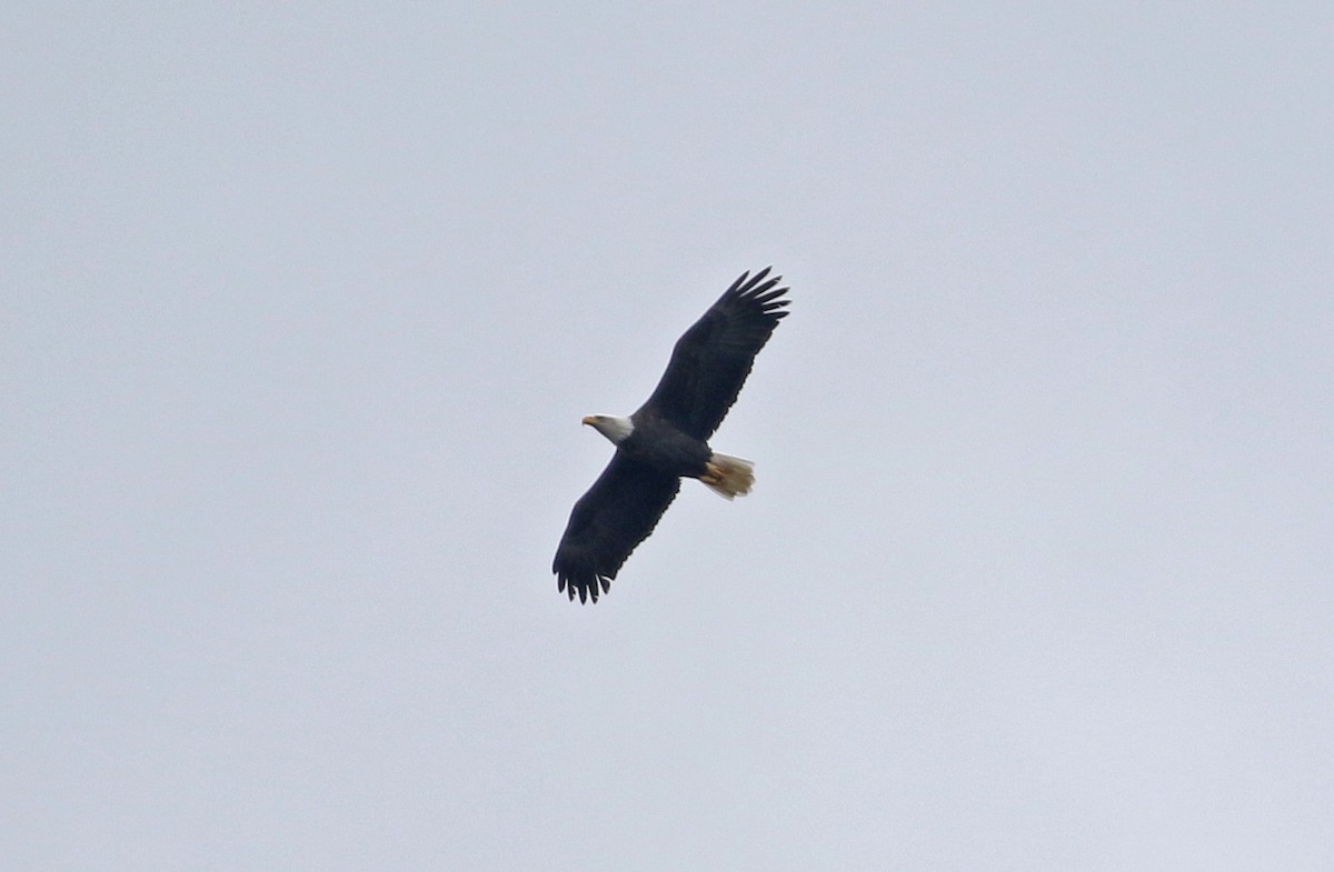 Орлан білоголовий - ML644419027