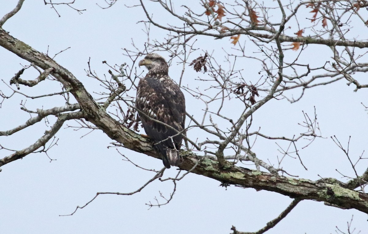 Орлан білоголовий - ML644419028