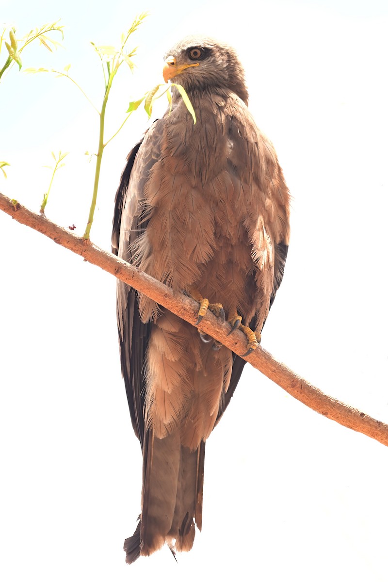 Сохор элээ - ML644419031