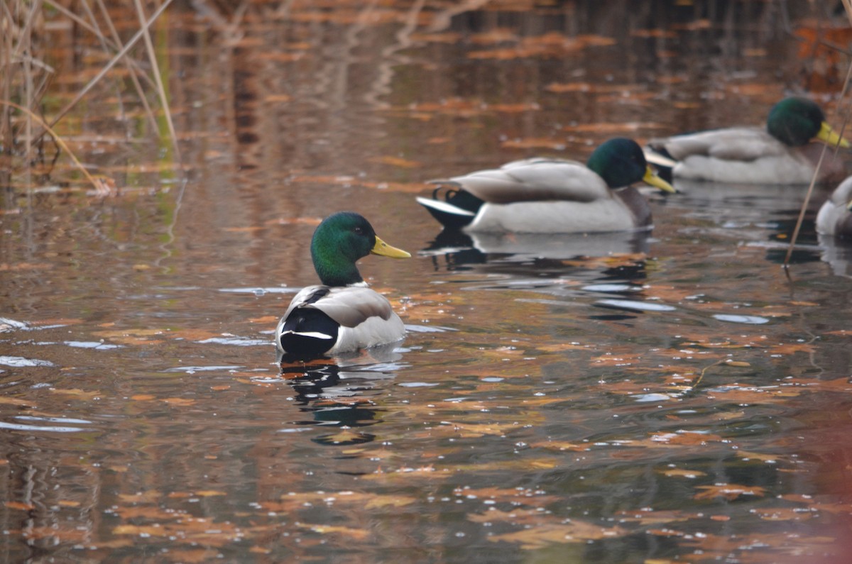 Крижень звичайний - ML644419032