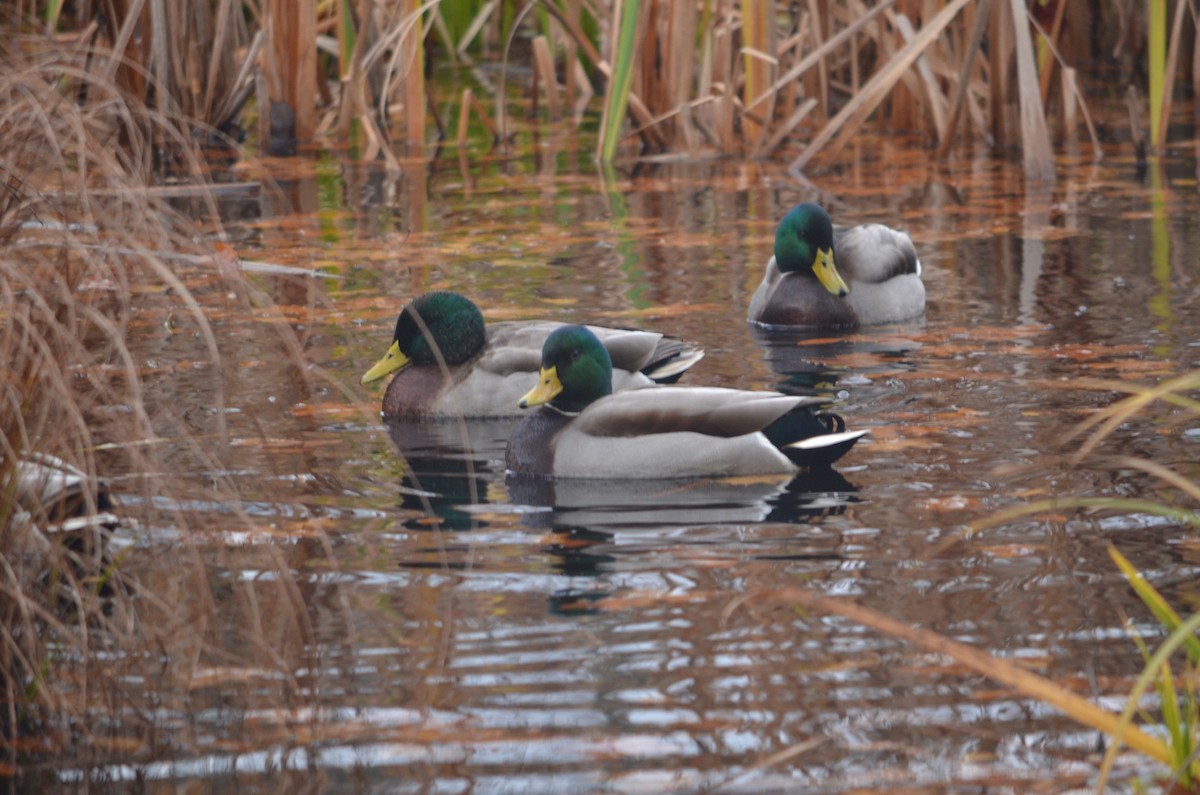 Крижень звичайний - ML644419033