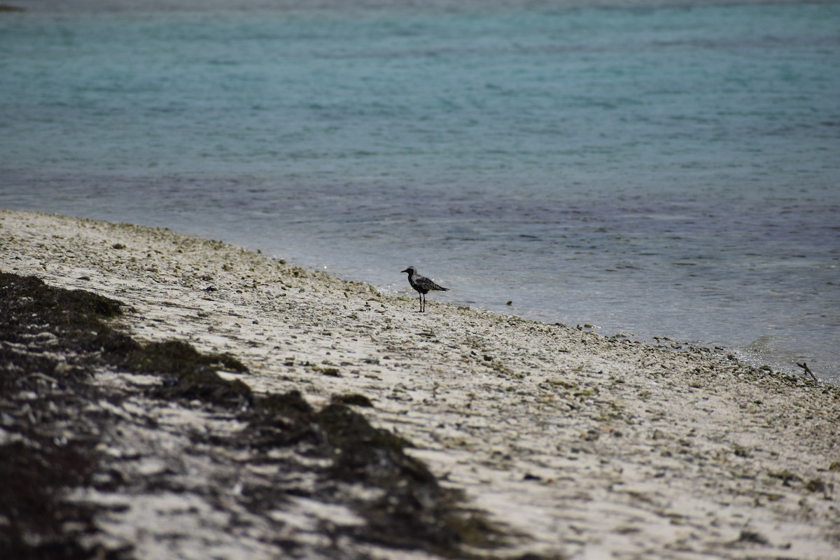 Буурал сүвээ цагаан - ML644419034