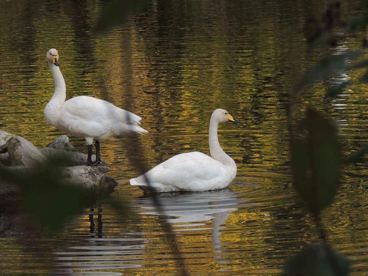 Whooper Swan - ML644419036