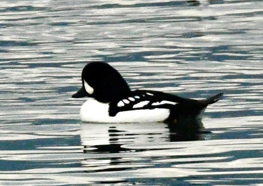 hohol islandský - ML644419039