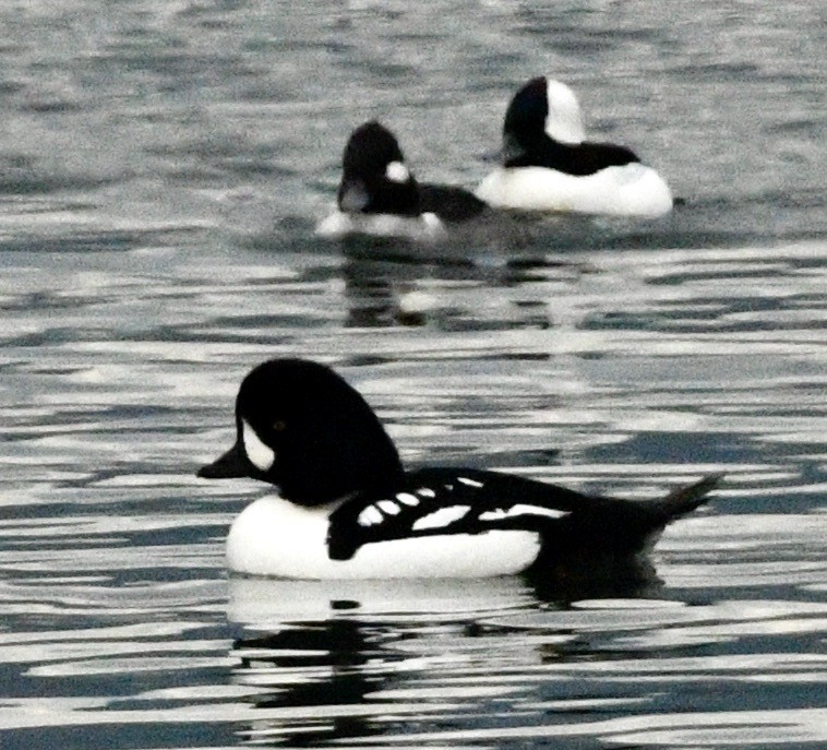 hohol islandský - ML644419040