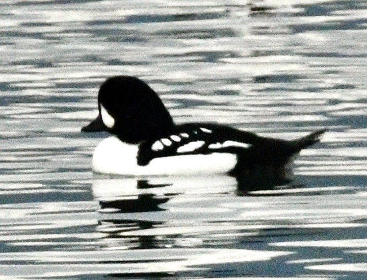 hohol islandský - ML644419041