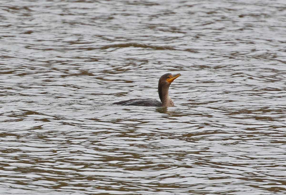 Баклан вухатий - ML644419049