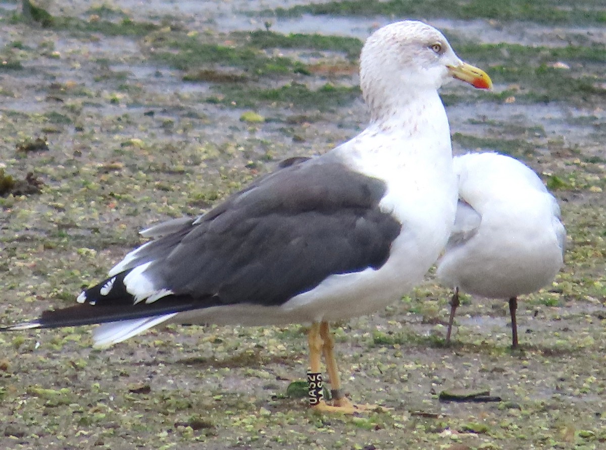 Lesser Black-backed Gull - ML644419050