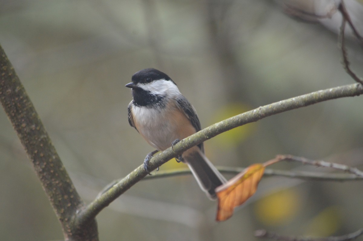 Black-capped Chickadee - ML644419052