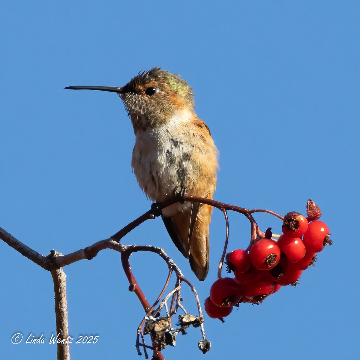 hummingbird sp. - ML644419054