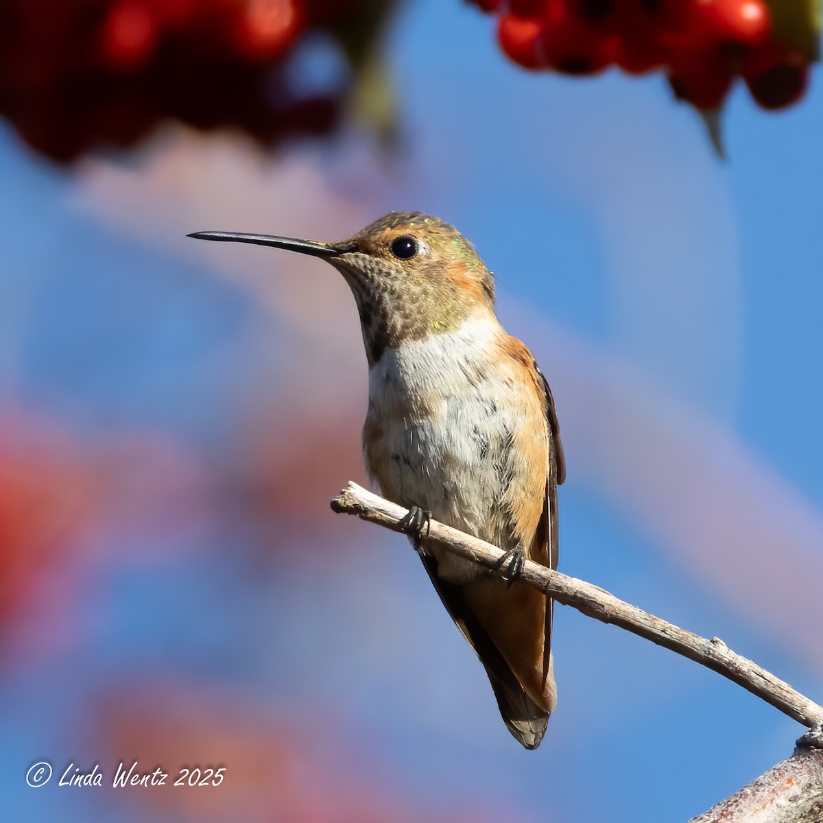 hummingbird sp. - ML644419055