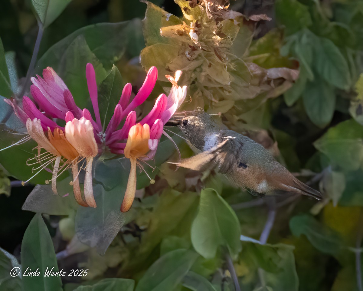 hummingbird sp. - ML644419056