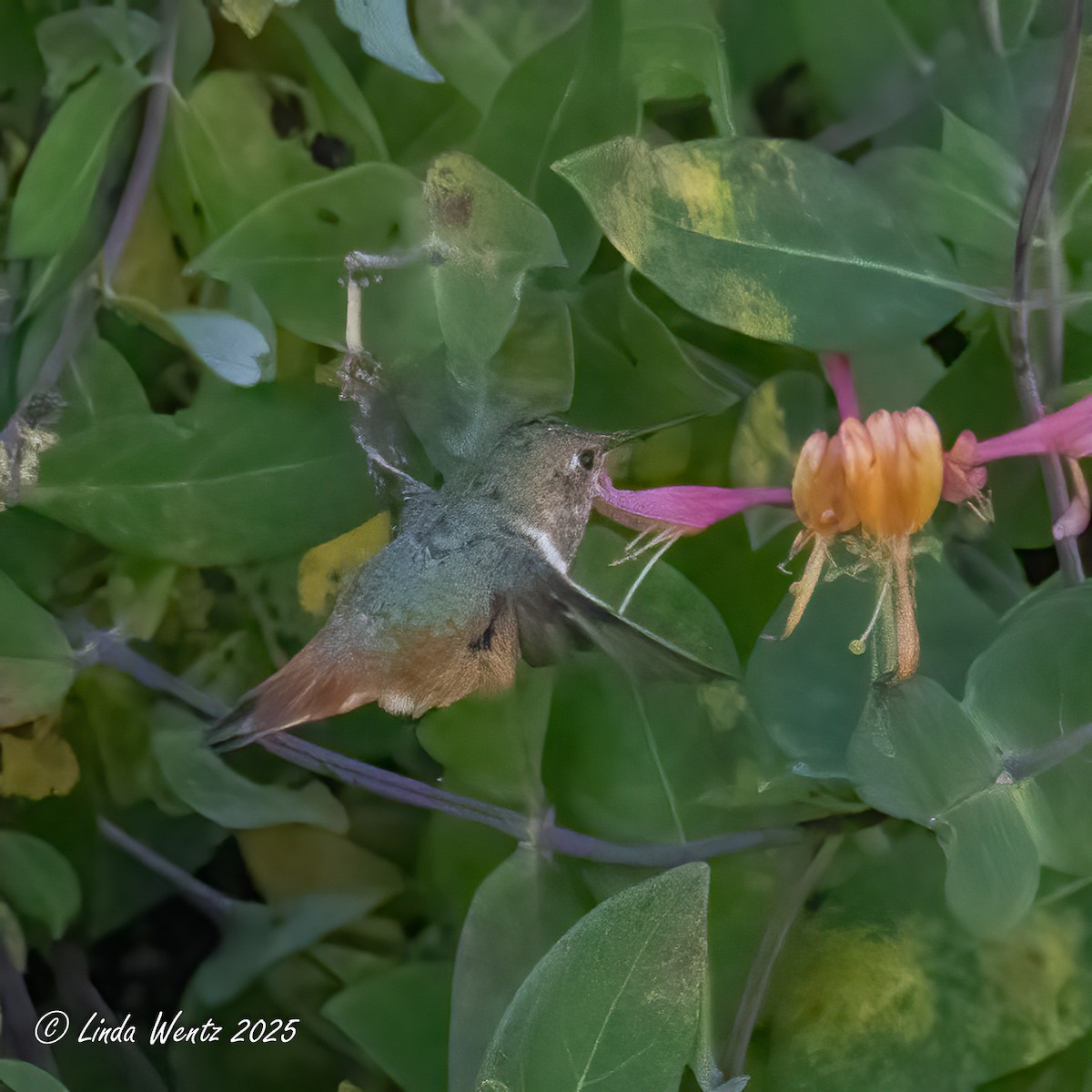 hummingbird sp. - ML644419057
