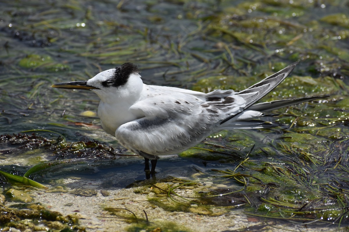 rybák severní - ML644419059