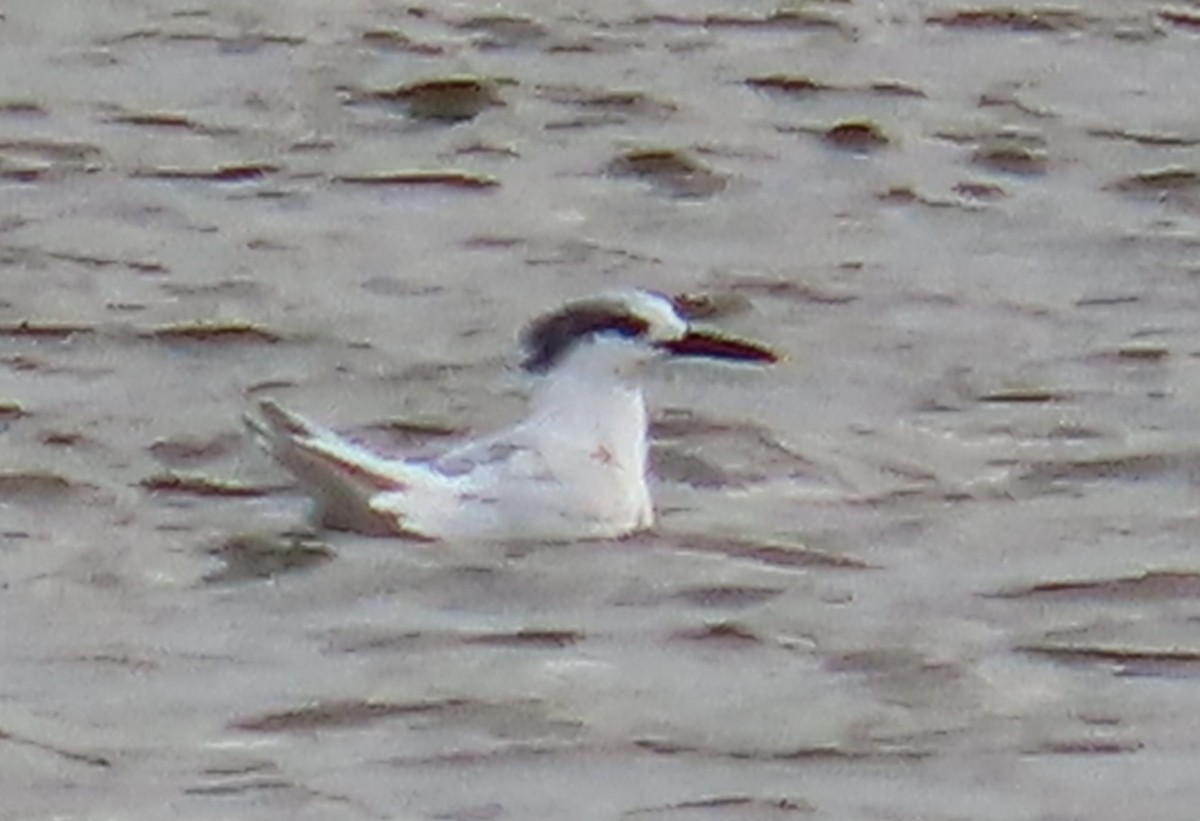 rybák severní - ML644419060