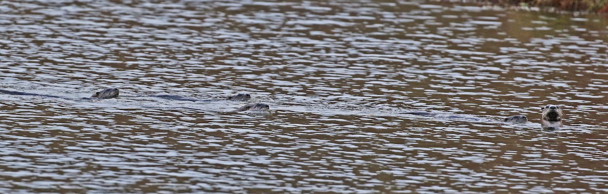 North American River Otter - ML644419064