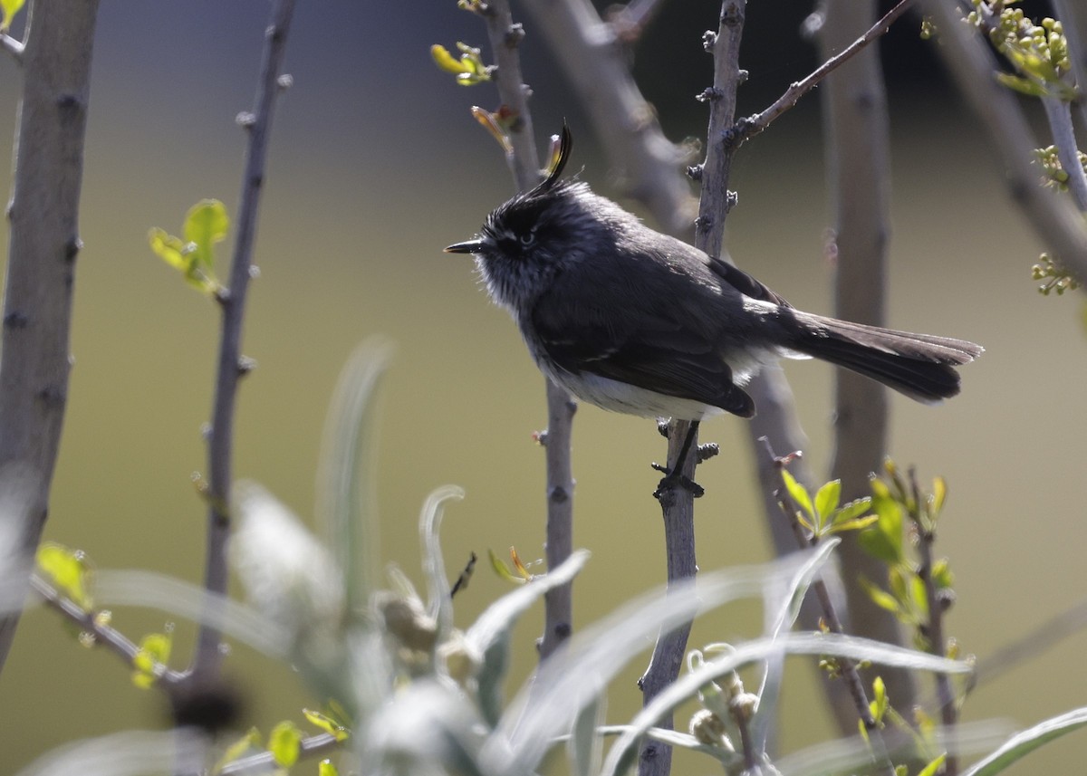 Tufted Tit-Tyrant - ML644419072