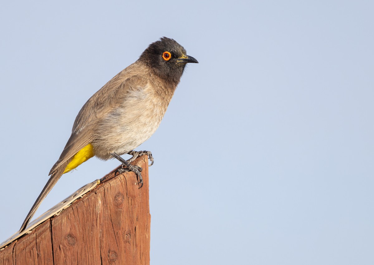 Bulbul brunoir - ML644419081