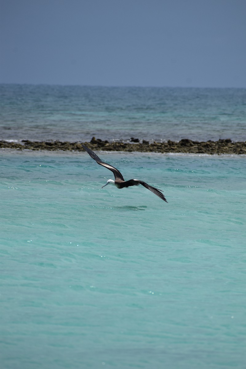 Magnificent Frigatebird - ML644419086