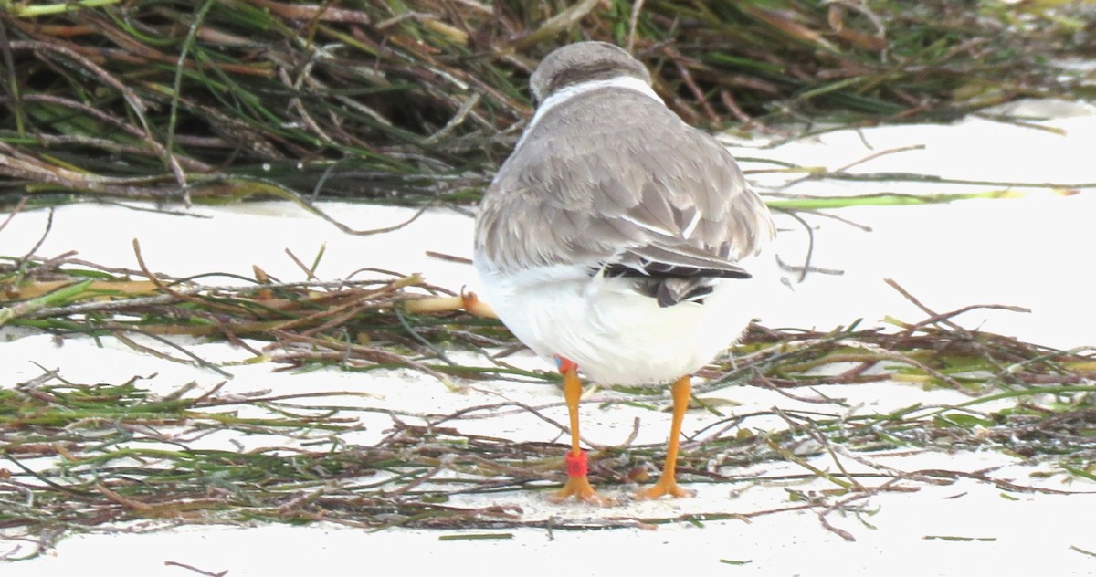 Islıkçı Cılıbıt - ML644419092