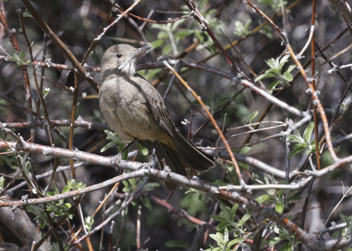 Great Shrike-Tyrant - ML644419097