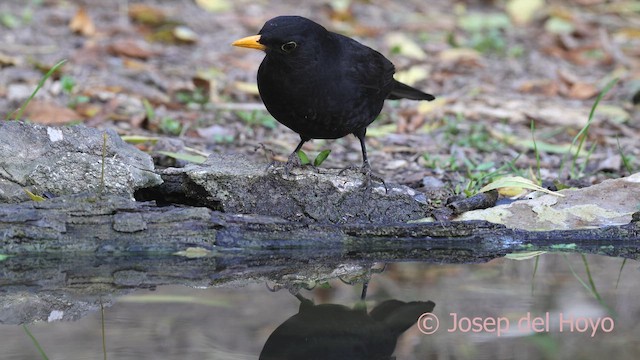 svarttrost - ML644419103