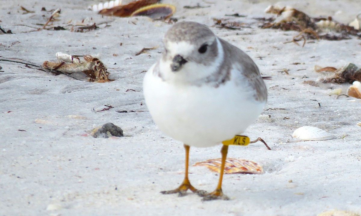 Islıkçı Cılıbıt - ML644419107