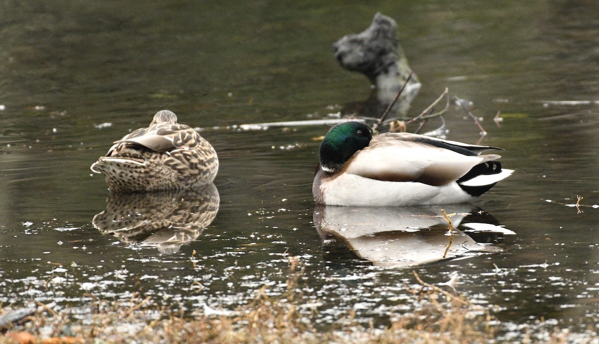 Крижень звичайний - ML644419109