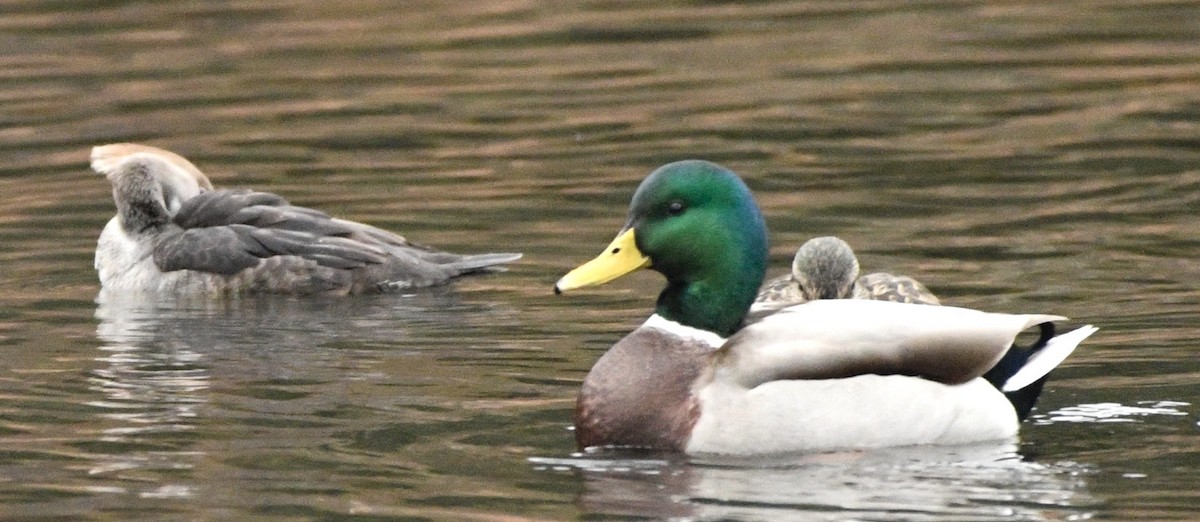 Крижень звичайний - ML644419110