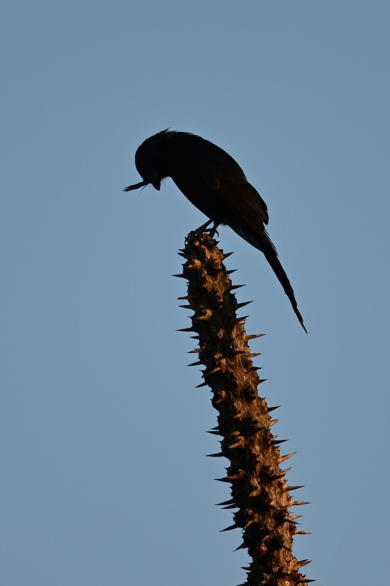 Crested Drongo - ML644419111