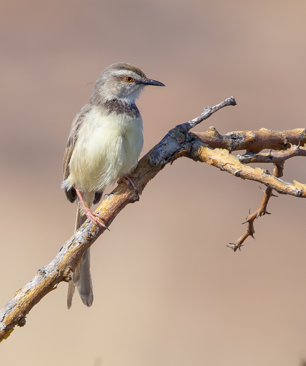 Black-chested Prinia - ML644419114