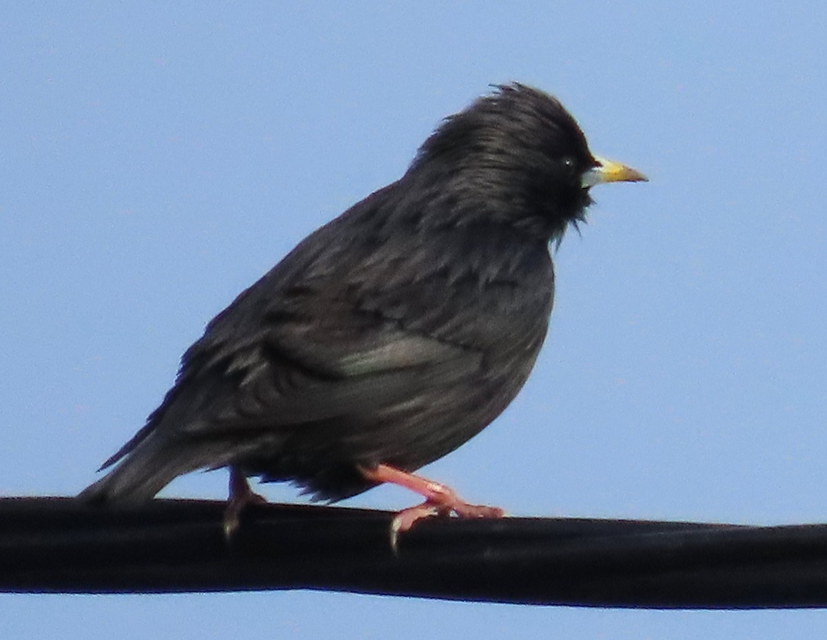 Einfarbstar - ML644419115