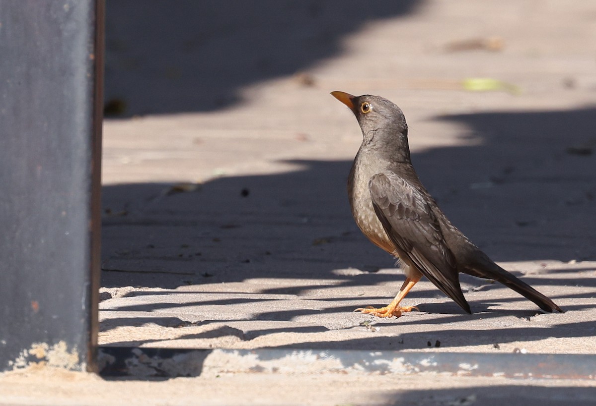 Karoo Thrush - ML644419116