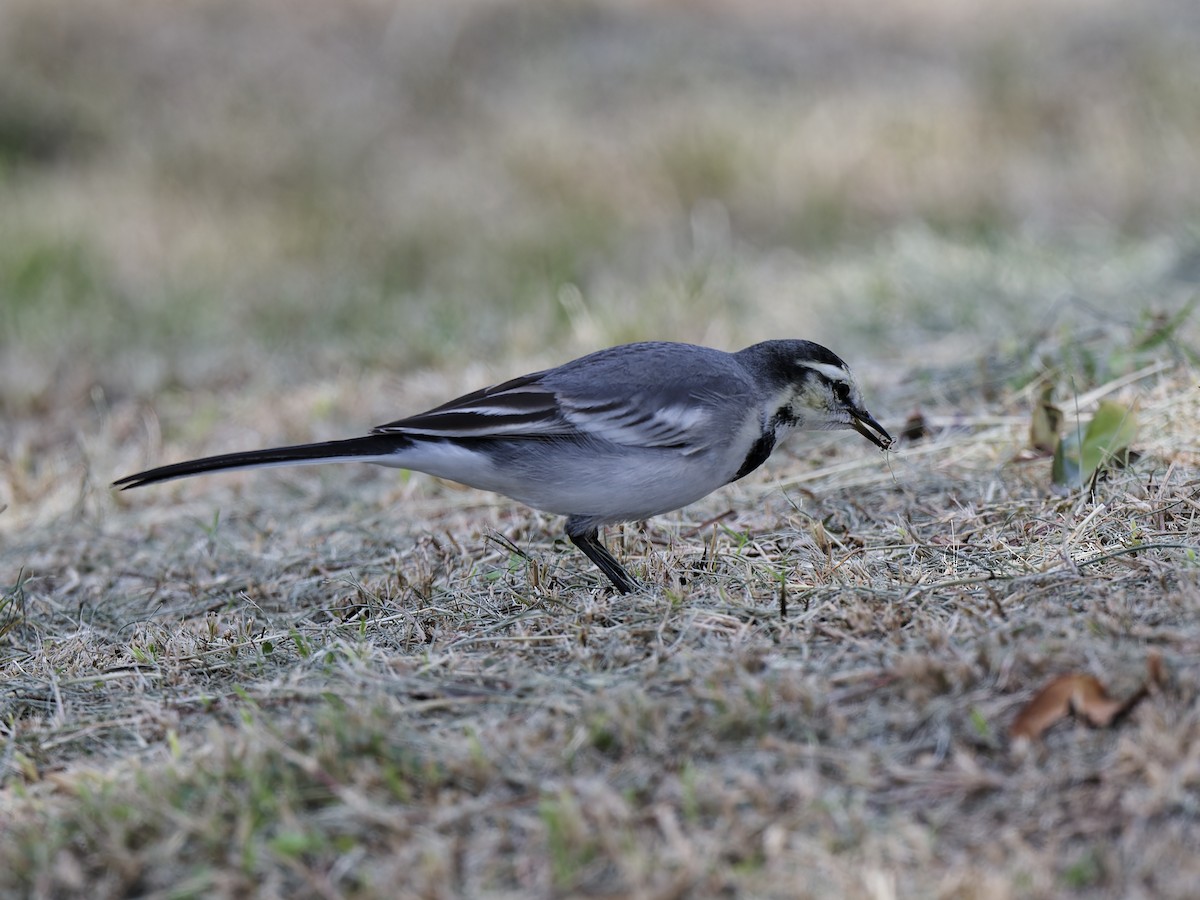 Buztanikara zuria (ocularis) - ML644419120