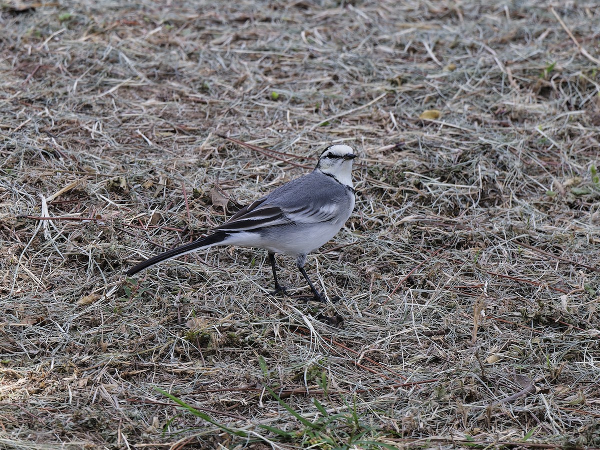 Buztanikara zuria (ocularis) - ML644419121