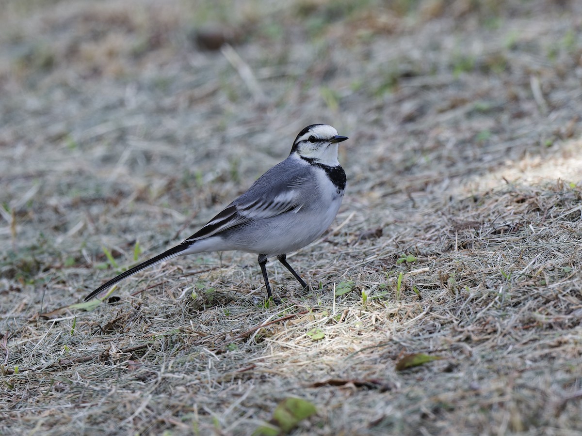 Buztanikara zuria (ocularis) - ML644419122