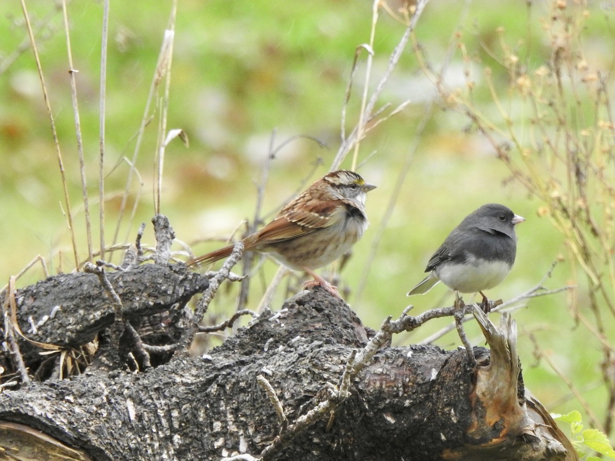 White-throated Sparrow - ML644419123