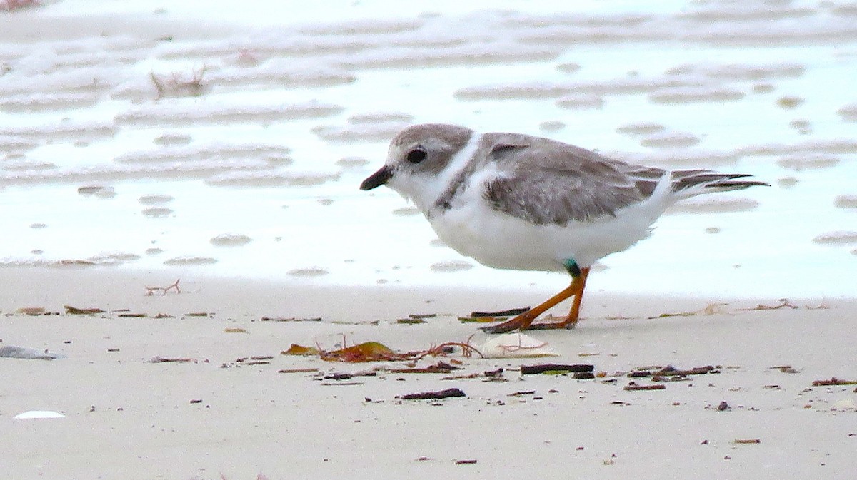 Islıkçı Cılıbıt - ML644419124