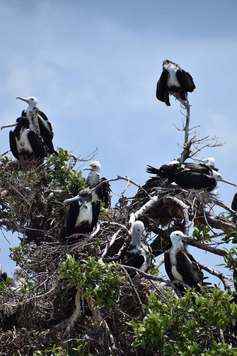 Magnificent Frigatebird - ML644419127