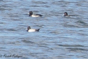 polák vlnkovaný - ML644419128