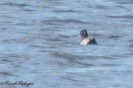 polák vlnkovaný - ML644419129