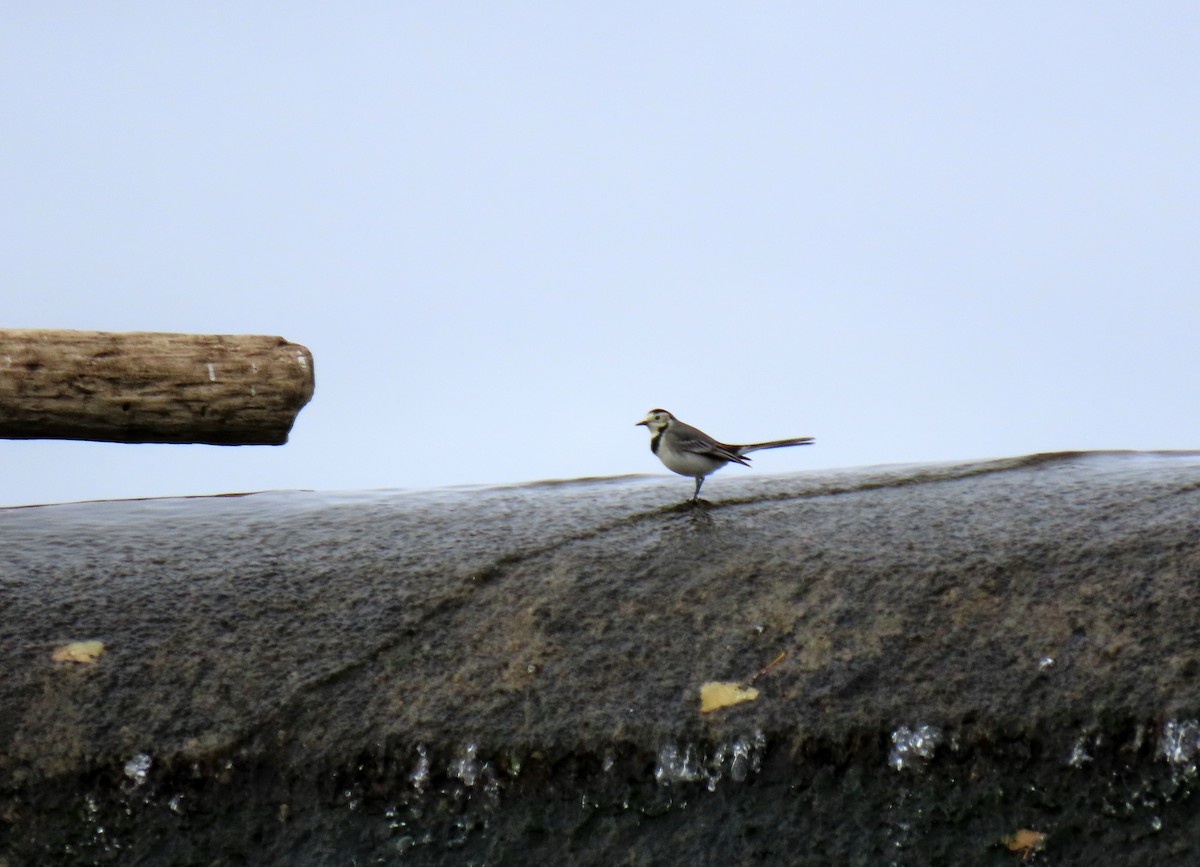 Buztanikara zuria - ML644419130