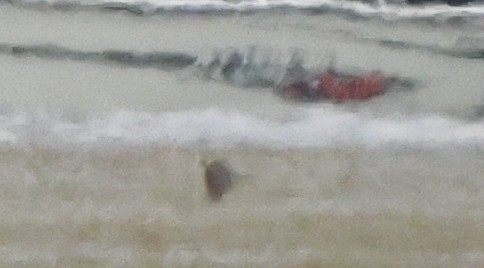 Hirondelle à front brun - ML644419137