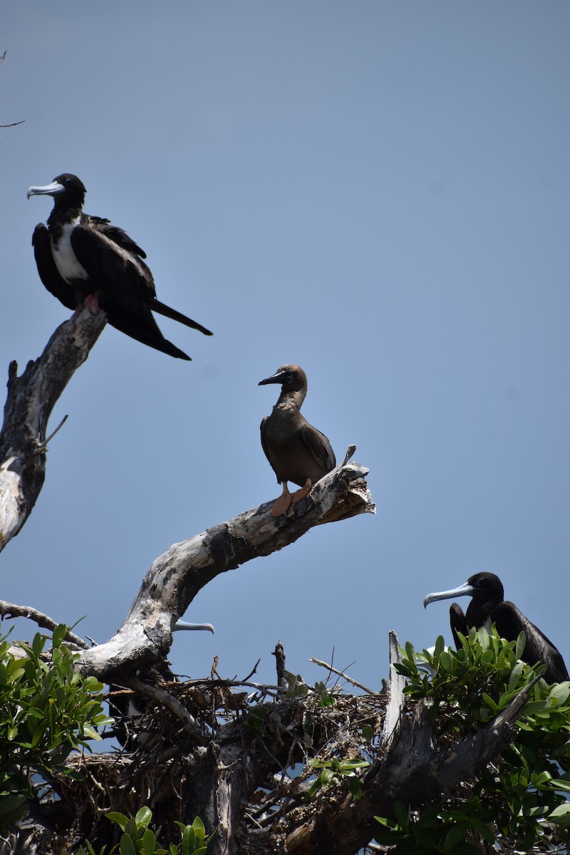 Brown Booby - ML644419144