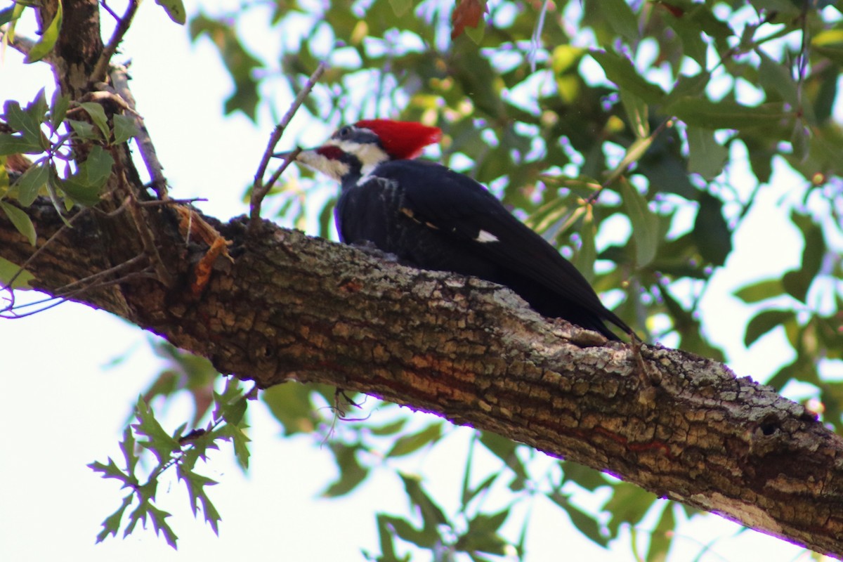 Жовна північна - ML644419158