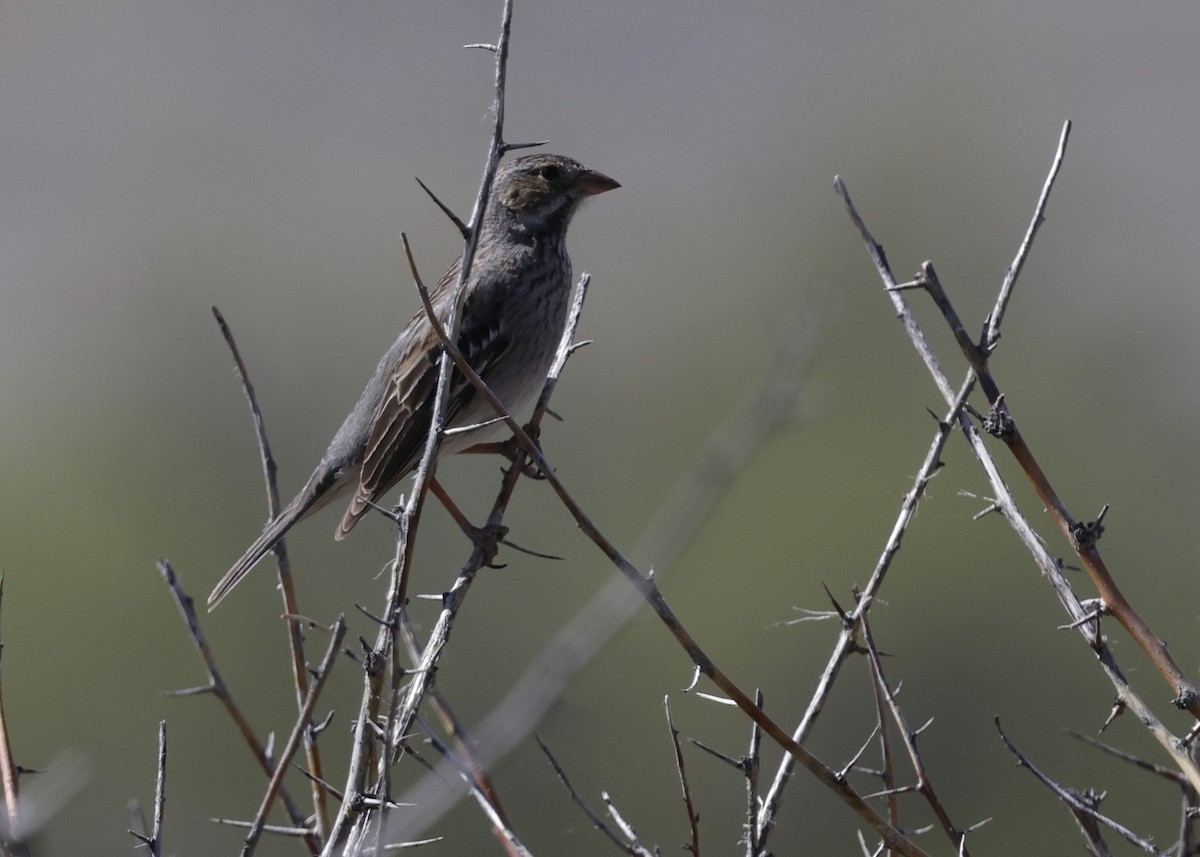 Mourning Sierra Finch - ML644419162