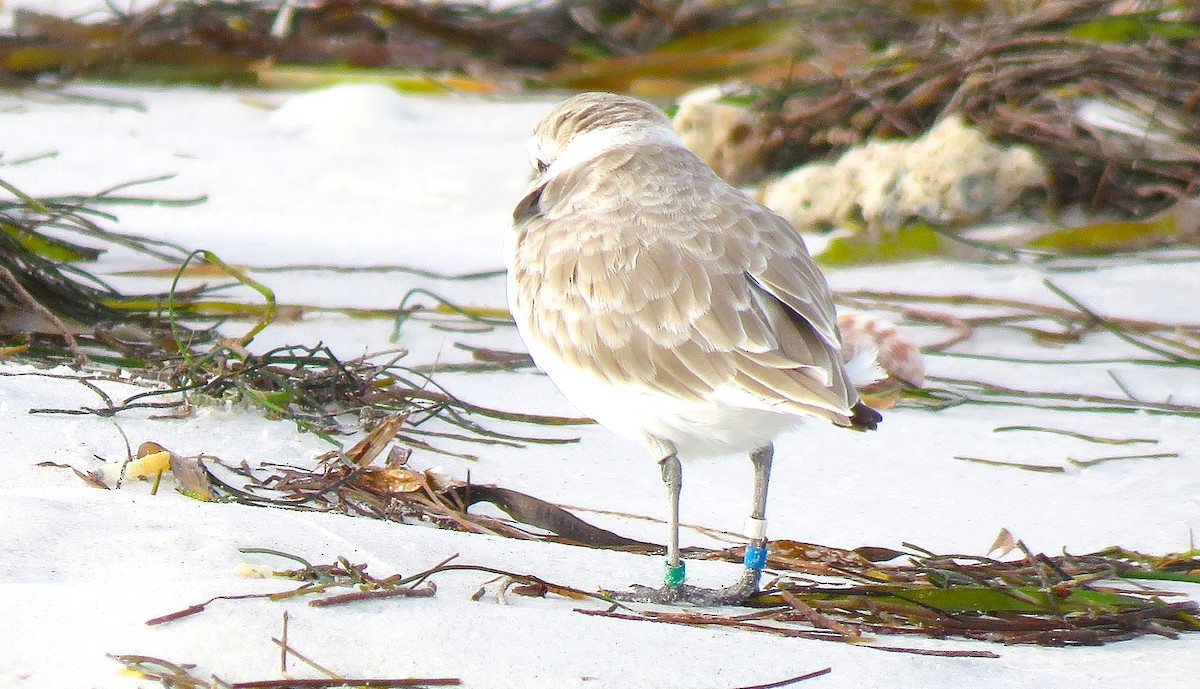 Snowy Plover - ML644419173