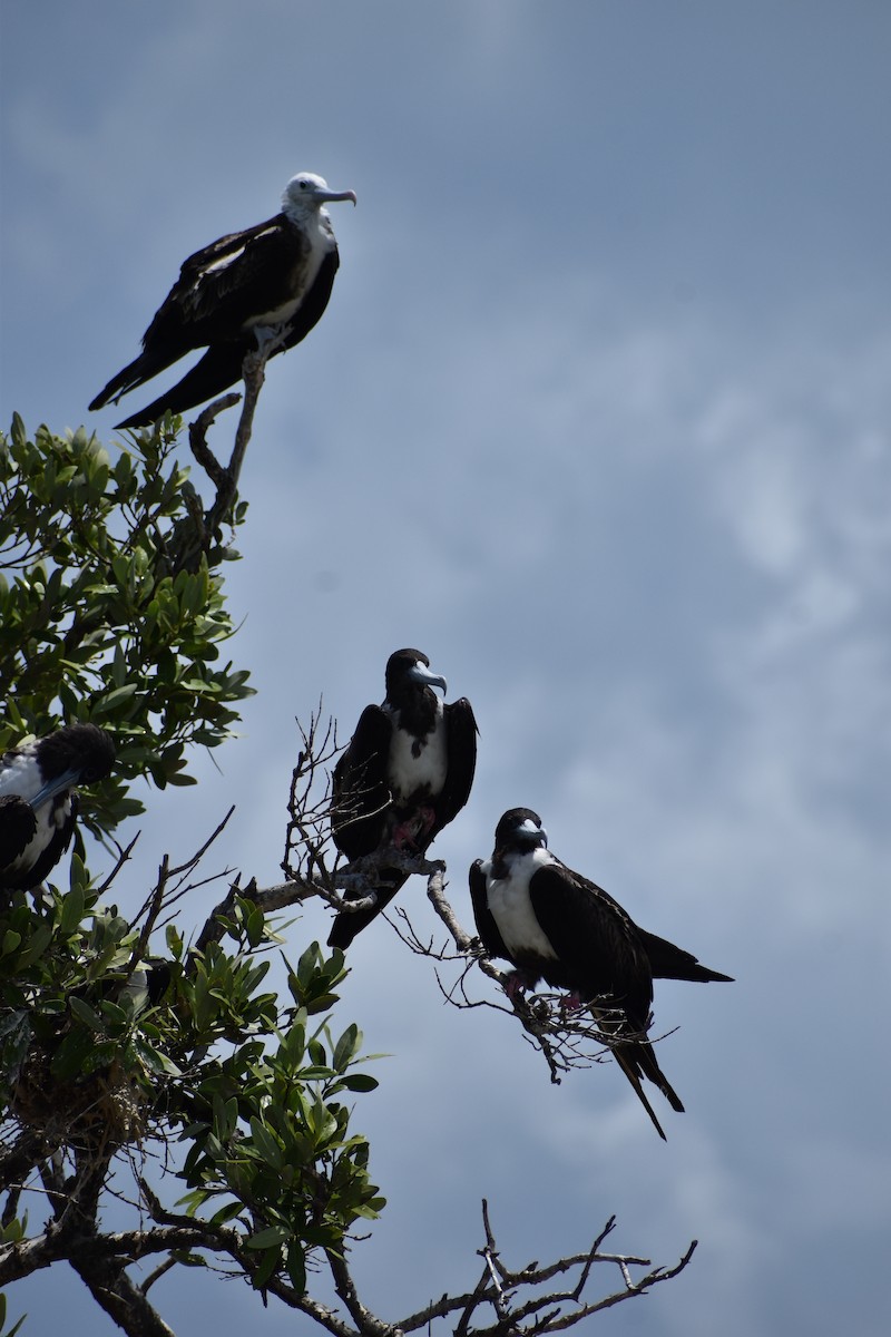 Magnificent Frigatebird - ML644419177
